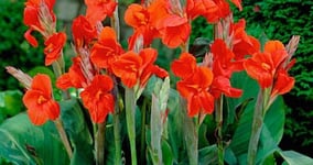 Ako správne pestovať tulipány